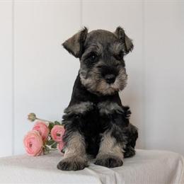 Mini Schnauzer Puppies Available in Goshen, in