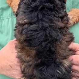 Mini Bernedoodle Puppy Malique for Adoption in Menomonee Falls, wi