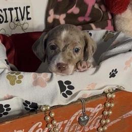 Miniature Dachshund Puppies Available in Crossville, tn