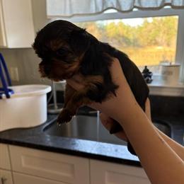 Male Yorkshire Terrier Available in Inverness, fl