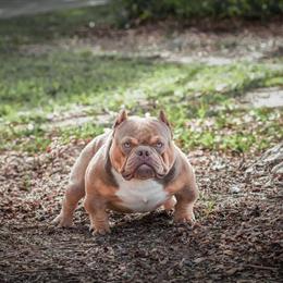 Micro Bully Available for Serious Inquiries in Baton Rouge, la