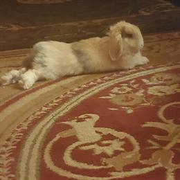 Cream White Lop Bunny for Rehoming in Detroit, mi