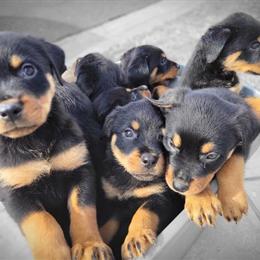 Rottweilers Available - Purebred German Rottweilers in Cypress, ca