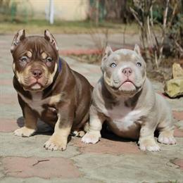 American Bully Puppies Available in Lake Worth, fl