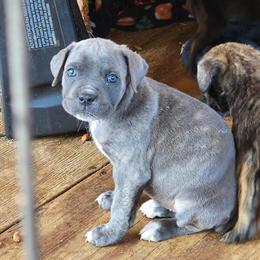 Cane Corso Puppies Available for Loving Homes in Columbia, sc