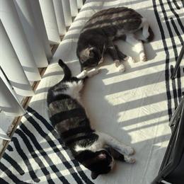 Rehoming Bonded Mother and Son Cats Together in Youngstown, oh