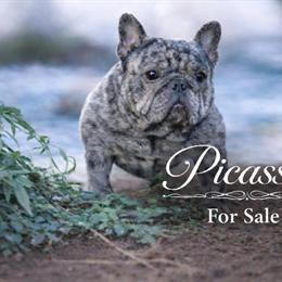 Male French Bulldog Picasso Looking for Forever Home in Modesto, ca