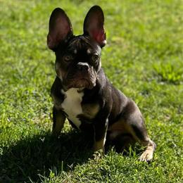 Male French Bulldog Available in Atlanta, ga