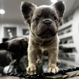 Female French Bulldog Puppy - 8 Weeks Old in Bowling Green, ky