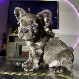 Male French Bulldog Puppy - 8 Weeks Old in Bowling Green, ky