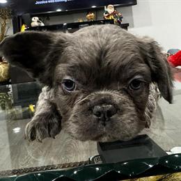 Male Full Fluffy French Bulldog Puppy for Sale in Bowling Green, ky