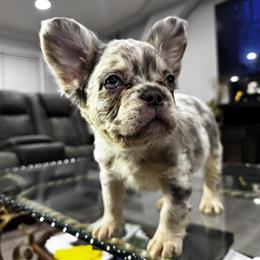 Male French Bulldog Puppy, 8 Weeks Old in Bowling Green, ky