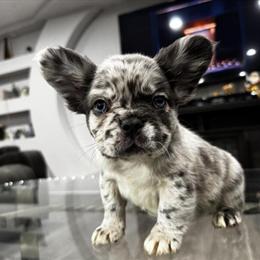Male French Bulldog Puppy, 8 Weeks Old in Bowling Green, ky
