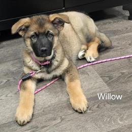 Alaskan Shepherd Puppies Ready for Forever Homes in Moyock, nc