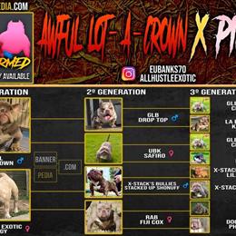 Puppy - Male and Female Available in Henderson, nc