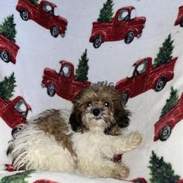 Male Toy Poodle Seeking Forever Home in Greenfield, in