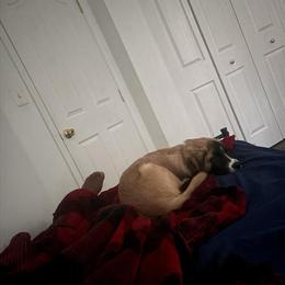 Pitsky 5 Months Old Male Dog Needs a Loving Home in Havre de Grace, md