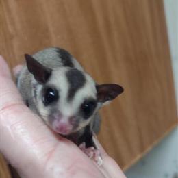 Sugar Glider Baby Girl - Black Beauty with Lineage in Gulfport, ms