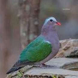 Asian Emerald Doves for Sale: Beautiful and Easy to Care For in Colonial Heights, va