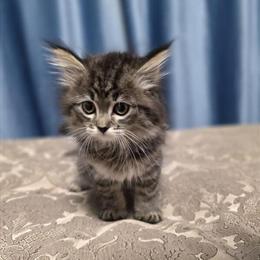 Siberian Kitten for Sale in Brooklyn, ny