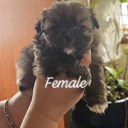 Pomeranian Puppies Ready for Forever Homes in Chicago, il