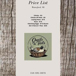 Coturnix Chicks Available in Waterford, mi
