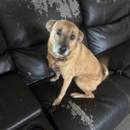 Chihuahua Mix - Male, 9 Years Old in Highland, mi