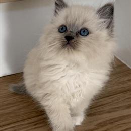Blue Point Ragdoll Kitten for Adoption in Vancouver, wa