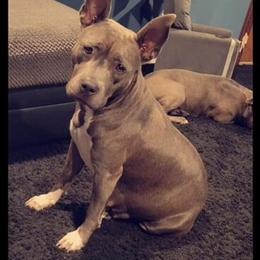 4 Year Old Female Blue American Pit Bull Terrier with Papers in Bronson, mi