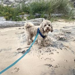 Poodle Stud Service Available in Bryan, oh