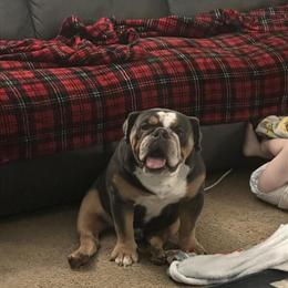 English Bulldog - 18 Months Old Male, Great with Kids in Clayton, oh