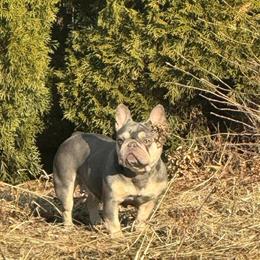 Female French Bulldog Available for Rehoming in Chicago, il