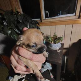 Female Chihuahua Puppies - One White and One Brown in Detroit, mi