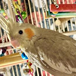 Cockatiels for Adoption - Fully Weaned, 14 Weeks Old in Flint, mi