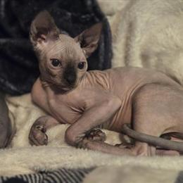Female Sphynx Kitten for Sale in Peekskill, ny