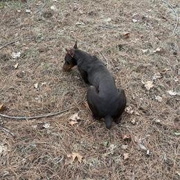 Rehome a friendly 14-month-old chocolate Doberman in Memphis, tn