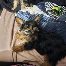 Teacup Yorkshire Terriers Available in Corbin, ky