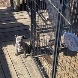 Lilac Merle Puppies Available for Rehoming in Raleigh, nc