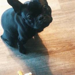 French Bulldog Available for Stud in Champaign, il