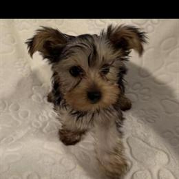 Female Yorkshire Terrier Puppy Available in Milwaukee, wi