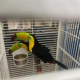 Toucan Parrot - 10 Month Old Exotic Bird in Waxhaw, nc