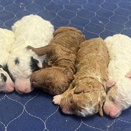 Miniature Poodle Winter - Ready to Go Home Soon in Quitman, ms