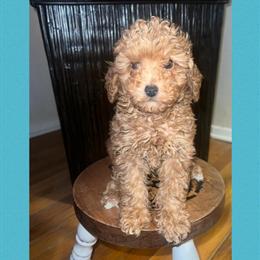 Mini Goldendoodles Looking for a New Home in Charlotte, nc