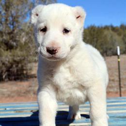 Central Asian Shepherd Puppies for Sale - AKC Registered in Prescott, az