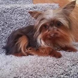 Yorkshire Terriers for Stud Service - 9 Males Available in Sheridan, mi