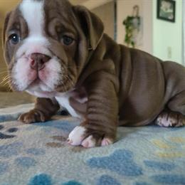 English Bulldog Puppies Available in Plant City, fl