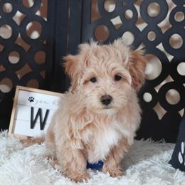 Maltipoo Puppy Barry - Gentle and Affectionate Companion in Mount Vernon, oh
