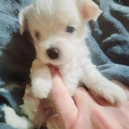 Maltese Puppies Available in Carrollton, ga