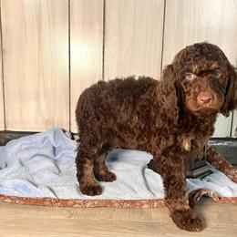 Sweet AKC Standard Poodle Puppies in Chadds Ford, pa