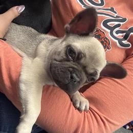 French Bulldog Puppies Available in Chicago, il